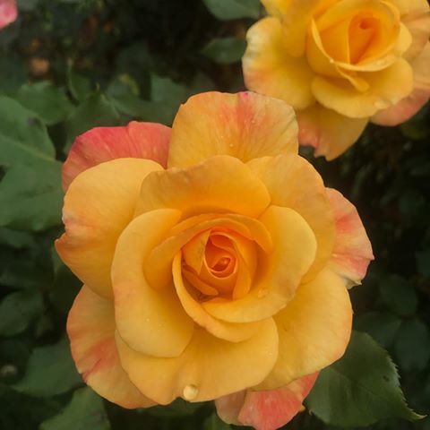 Roses 🌹 #roses #yellowrose #pinkrose #garden #flowers #beautiful