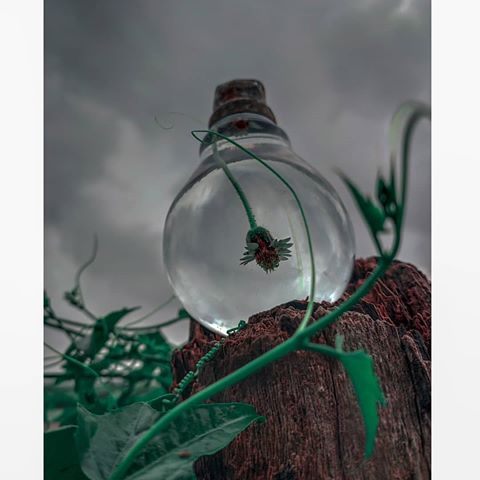 Use #stikneo 🎯 and Follow : @stikneo 👥 to get Featured 🔥🔥
••••
#Repost from @_mr_ocean
•••
“FLOWER INSIDE  THE BULB.!!!”
.
Shoot on Mobile (@redmiindia)
#bulb#nature#flower#green#mobile_click#HDR#phonography#redminote7pro#photography_hub#rang_of_photography#valsadphotography#maibhisadakchap#samkolder#shuttersofindia#photofiestreet#mobigrapher#mobile_photography300#mobile_photography3#mobilephotography33#nature_photography#photooftheday #india #travel #vscoindia