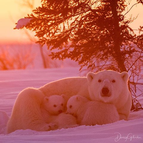 Photo by @daisygilardini | A mother bear with her two newborns rests in a day den while on her way to the frozen ice of Hudson Bay. Once she leaves the maternity den and the trek begins, she will stop periodically to nurse and rest.
Day dens are wind-protected areas, where snowdrifts and surrounding trees create a natural shelter from the elements.
#polarbear #bear #polar #wapusknationalpark #motherhood #cute #conservation #climatechange #climatechangeisreal #nikon #lowepro #loweprobags #gitzoinspires #frametheextraordinary #framedongitzo @gitzoinspires #eizousa #visualizedoneizo #sandisk #westerndigital