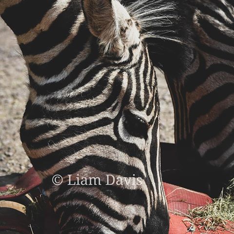 Zebra-horse 🦓
#zebra #zoo #zoolife #wildanimal #horse #twycrosszoo #blackandwhite #animalphotography #photography #photographer