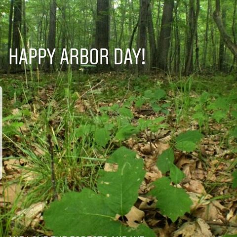 Happy Arbor Day! 
The forests we source are timber to make our hardwood flooring is are very healthy, sustainable forests, growing a lot of new trees.  Purchasing real wood floors is the greenest flooring option possible and you are helping save and preserve the forests by giving them value and keeping forests as forests. 
Check out these amazing numbers. 
We have a timber lot 165 acres.  This is near the sawmill.  If you've done our #GBA tour you've visited this spot. 
In 1989 we had slightly over 700,000 BF of standing timber.  We've harvest this 4 times removing over 500,000 bf of timber.  Today there is over 1,000,000 Bf of standing timber!! Our single tree selection harvesting opens the canopy allowing the sun to reach the forest floor.  This allows the acorns and small saplings to begin to grow into trees! 
So to celebrate Arbor day please plant a tree, but also remember purchasing local US hardwoods, especially FSC certified products, is also helping to save the forests! 
#treehugger #savetheforest #gba #pghgba #buildgreen #fsc #rainforestalliance #PAstandsforQuality #hardwoodflooring #sustainablebuilding #buylocal #sustainableproducts #realwoodreallife #arborday #growingtrees #hickmanwoods #alleghenymountainhardwoodflooring #oakfloors #whiteoak #allghenywhiteoak #earthday