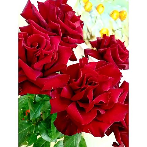Когда приходишь домой после работы, а дома ждут любимые красные розы! 🌹❤️💋#розы#nnov#nn #nizhniynovgorod#instagood#nnstories#nntoday#цветы#нижний_новгород#красотавмелочах#моилюдивсегдасомной