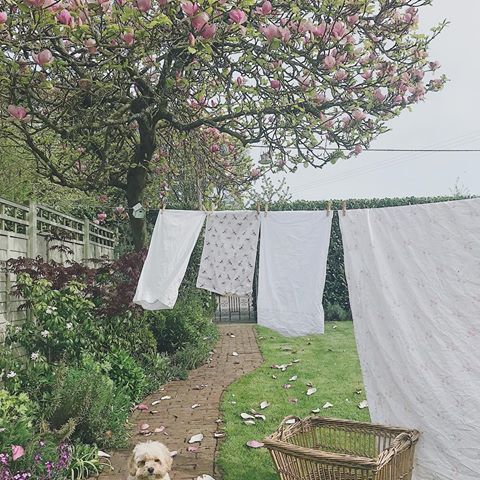 My magnolia, @cabbages_and_roses sheets on the line and that 🐶 face 💕 It’s the little things that make you happy! Happy Easter Sunday lovelies, hope you have a wonderful day 😊 #countryliving #countrylife #cavapoo #cottagegarden #cottageliving