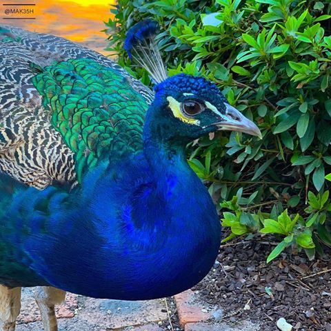 Question to the creator - how can you manage to create something really amazing! 
#peacock #colours #color #nature #naturephotography #birds #shotoniphone #shotoniphonexsmax #iphonexsmax #iphonephotography #iphoneography #sydney #sydney_insta #sydneylocal #insta #instagram #instadaily #instapic #instadaily #photooftheday #blue #green
