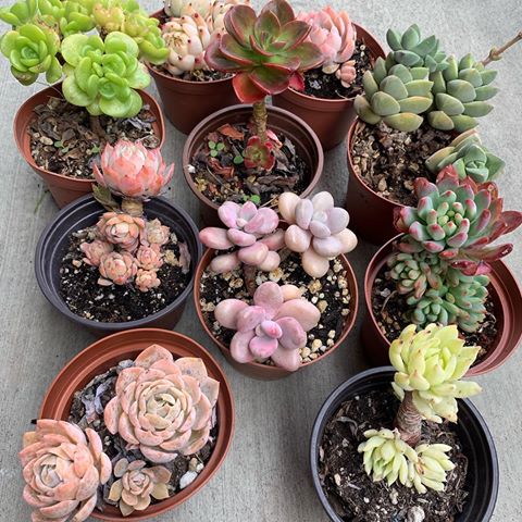 Flash Sale In 1 hour. PayPal Invoice Only 
Not Many Available! Get Yours!!🤩
2 PM pst California Time.
#succulents #plants #garden #flowers #anxiousgarden