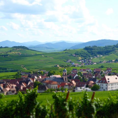 About our last hike.... 5 hours of vineyards, forest, castle, cute villages... #home#alsace#chateau#hautkoenigsbourg#castle#whitewine#vineyards#hike#nature#greengreengreen#village#leica#travelphotography#explore#europe#france#hometown