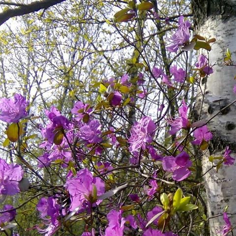 Каждая весна как в первый раз... #веснавразгаре#багульникцветет#первоемая#веснавгороде#безфильтров