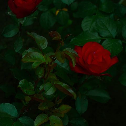 Ideal roses
#dark#beauty#aesthetics#розы#природа#photography#red#green#лето#цветы#атмосфера#прекрасное#цветение#animism#roses#nature#instastyle#top#petals#buds#эстетика#красныерозы#фотография#вдохновение#flowers#summer#instabeauty#atmosphere#anima