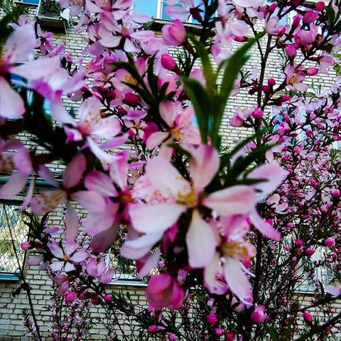 #flower #цветы #пейзаж #фото #фотография #хобби #природа #улица #небо #закат