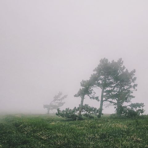 Зеркало.
.
.
.
#shotoniphone #vsco #vscofilter #vscocam #vscorussia #vscogram #landscape #minimalism #nature #mountains #fog #three #grass #пейзаж #минимализм #природа #горы #туман #дерево #трава