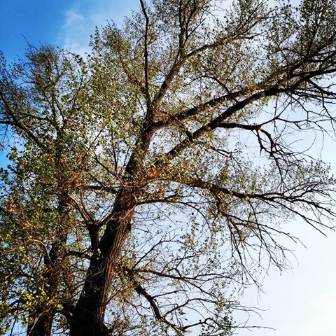 Может быть, лучше не видеть жизни такой, как она есть, закрыть на всё глаза и веселиться.
Рэй Брэдбери, "451 градус по Фаренгейту". 😉😋
#жизнь #вокругнас #земля #вдалиотгорода #хорошаяпогода #отличноенастроение #краскиприроды #небо #дерево #природа #весна2019 #2019 #май