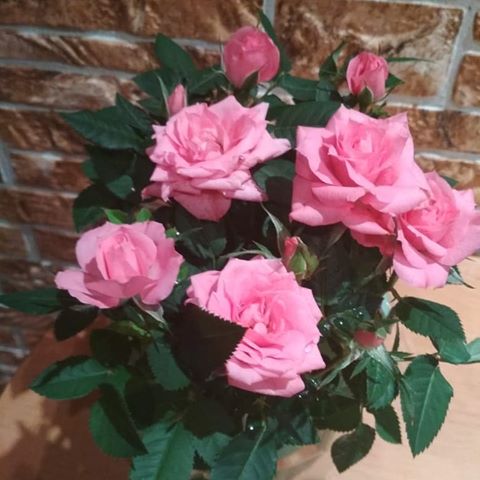 Букет роз - лучший  подарок 
ко Дню Рождения.🌹🌹🌹🌹 #роза #розы #букетрозы #розовыерозы🌹