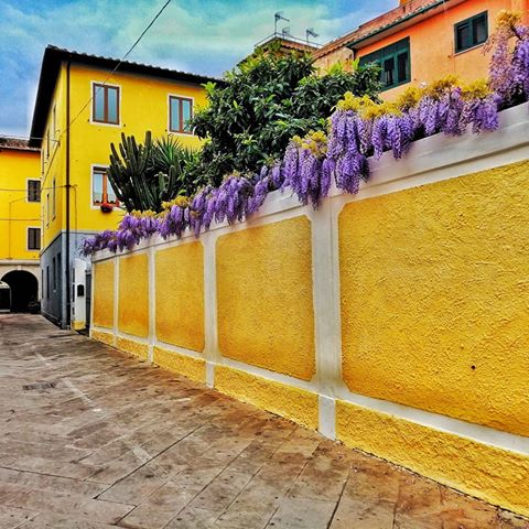 #orbetello #vie #traverse #colours #yellow #violet #giallo #viola #maremma  #laguna #toscana #fotografia #pichoftheday #instagood #instamaremma #glicineinfiore #monteargentario #arte #maremmAmara #insta #amazingplaces  #casa