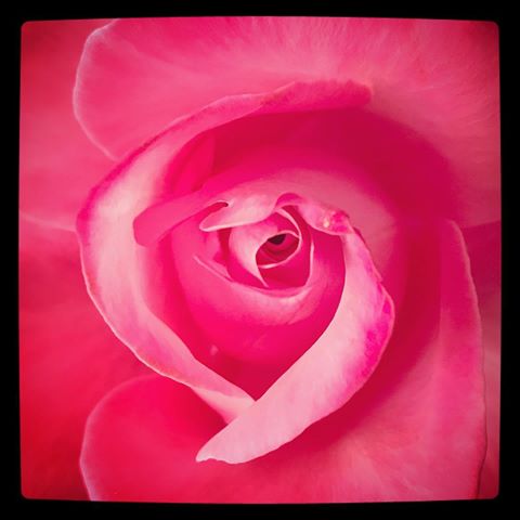 Classical Beauty
#photography #nature #beauty #composition #symetry #rose #flower #art #colors #colorpalette #pure #simple #round #fragile #contrast