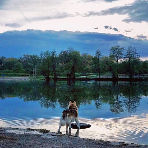 Chaque petit pas t’emmène vers ton objectif. Garde confiance, garde espoir, protège tes rêves et continu d’avancer ... 🐾
.
#dog #dogsofinstagram #wolf #wolfdog #bestfriend #friend #landscape #photography #photooftheday #beautiful #nature #water #blue #sky #hope #quotes #love #beauty #amazing #likeforfollow #instagood #lake #happy #husky #shepherd #lifestyle #life #follow #goals #goodnight