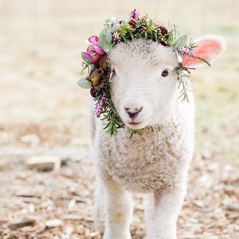 Who else loves spring time on the farm with all the cute baby animals? 😍 Do you have any animals? 🐔 TAG a friend who will love this! 👇 (@twigandvine + @jessiebennettphotography)
.
.
👉 Follow us for more @farmhouse.charm
.
.
#farmhouseliving #farmhouse #farmhousekitchen #farmhousedecor #modernfarmhouse #joannagaines #fixerupper #shiplap #fixerupperfanatic #hgtv #bhghome #bhg #etsyshop #interiordesign #rustichomedecor #rusticfarmhouse #rustichome #rustichouse #fixerupperstyle #magnoliatable #magnoliamarket #magnoliahome