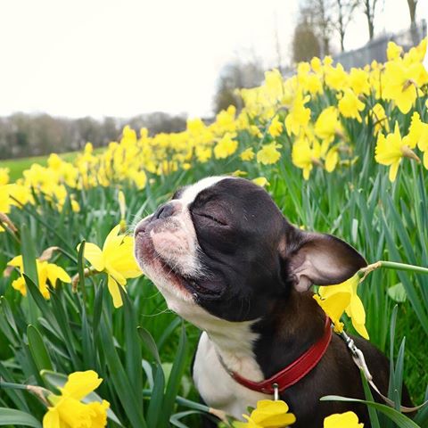 “Smell that? It’s spring baby 🐶🌸🌼💜” writes @tobythegentleman 
#dogsofinstagram