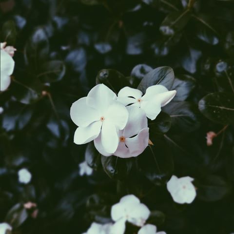 Bloom into the eternity 🌺 .
.
.
.
.
.
#nature
#love 
#flowers 
#white
#greens
#instamood 
#instagram