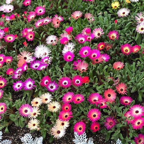 Wallpaper lookalike! #nofilterneeded #flowerporn #spring #japan #fukuoka @fukuoka_official @kijimakogen_park #kijimakogen #wallpapper #tagforlikes #tagforfollow