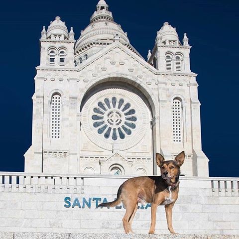 🇪🇺thanks 📸 @markvzquez 
for this fabulous sharing! .
❤️🅼🅴🆁🅲🅸 🅼🅴🆁🅲🅸 ❤️
Country:  Portugal 🇵🇹 ✥∘∘✥∘∘✥∘∘✥∘∘✥∘∘✥∘∘✥∘∘✥
.
selected by @niki.fons
.
✥∘∘✥∘∘✥∘∘✥∘∘✥∘∘✥∘∘✥∘∘✥
Tag #chouette_europe
🇪🇺
Follow join us @chouette_europe
✥∘∘✥∘∘✥∘∘✥∘∘✥∘∘✥∘∘✥∘∘✥
⚠️NO STOLEN PHOTOS
⚠️NO INTERNET PHOTOS
⚠️NO INFRINGEMENT COPYRIGHT ✥∘∘✥∘∘✥∘∘✥∘∘✥∘∘✥∘∘✥∘∘✥
Give us its location clearly, please.
✥∘∘✥∘∘✥∘∘✥∘∘✥∘∘✥∘∘✥∘∘✥
🚫We can accept only photos which 
have notices of copyright 🚫
Please clarify who took the photo. ✥∘∘✥∘∘✥∘∘✥∘∘✥∘∘✥∘∘✥∘∘✥
.
@chouette_urbex
@chouette_paris
@europestyle_france
.
✥∘∘✥∘∘✥∘∘✥∘∘✥∘∘✥∘∘✥∘∘✥
.
#castle #church #museum #europe #travelineurope #architectureineurope #cityscapesineurope #beautifulplacesineurope #cathedral #landscapesineurope #europestyle_france #europe🇪🇺 #citiesineurope #castlelovers #castlelover #landscapesineurope #igerstravellingineurope #loves_united_castle #natureineurope #beautifuleurope