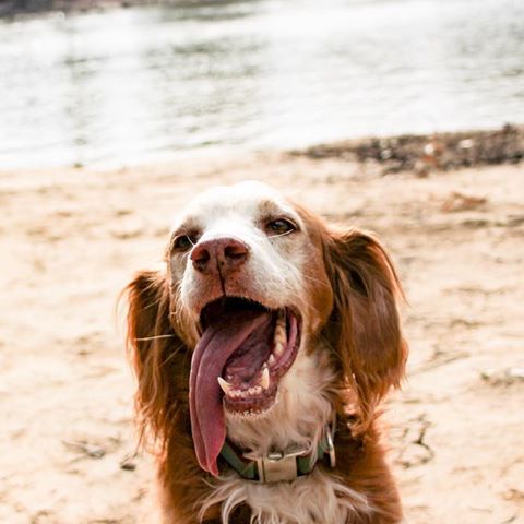 Out dog red is pretty happy when he’s let loose at the river .. he paddles and sleeps next to the fire !
That tongue says it all💜 #reddog #happydog #murrayriver #camping #thattonque #hesfree #asabird  #australia