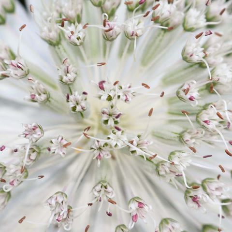 Ultra Macro of Astrantia flower. #beauty #flowers #macro #nature #garden #gardening #ukgardening #macrophotography #beauty #uknature