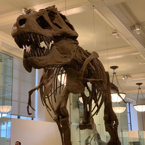 My, what big teeth you have! 
#nyc #dinosaur #museum #naturalhistory #feelingsmall