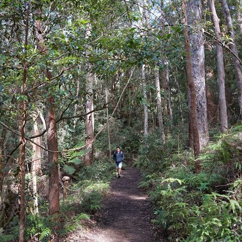 Jungle trip... _
#hiking #mountains #outback #outbackaustralia #australia #queensland #springbrook #jungle #forest #greenmountains #travelling #travel #adventure #exploring #exploringaustralia #nature #nationalpark #earth #beautifulearth #trees #greens #backpacker #backpacking #daytrip