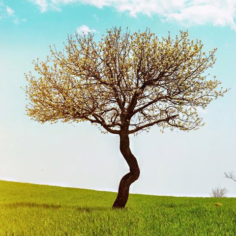 En sevdiğim mevsim 🌿👌🏻
.
.
.
.
.
.
.
.
.
.
.
#spring #springday #niceday #sun #sky #tree #village #beatiful #beauty #nature #clouds #blue #green #photographer #photoftheday #nicepic #photo #nature_good #naturelovers #global_nature #global_nature_trees #earthday #beatifuldestinations #instagram #anadolugram #showmeturkey #turkey_home #turkey_shot #turkeyday #ankara