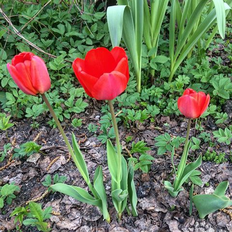 #тюльпаны #цветывесны
#май#луковичные