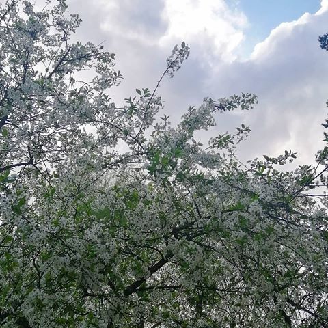 Майская облачность.
#весна #цветение #природа #домродной
