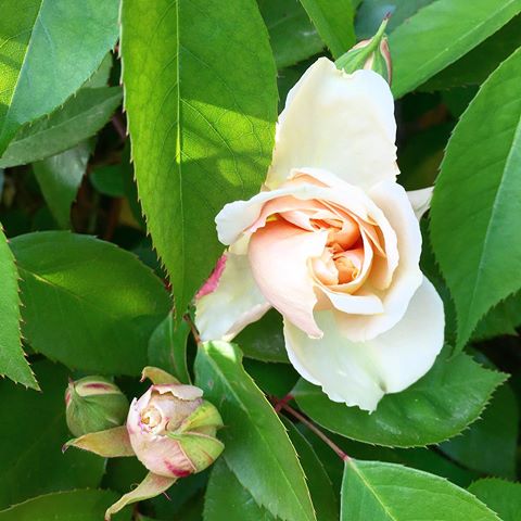 #сочи #дендрарий #дендрарийсочи #весна #розы #бутоныроз #цветы