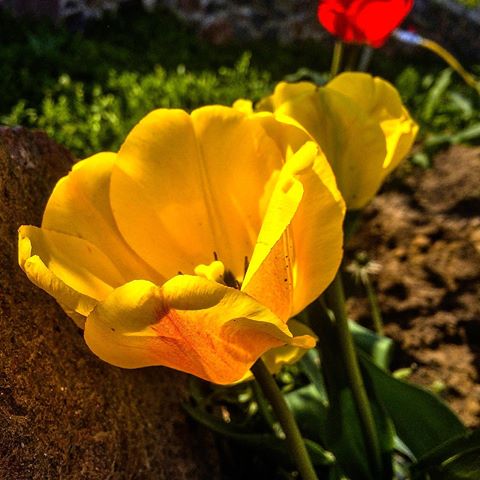 🌷3/71🔥
•
•
•
#photo #art #nature #mobilephotography #photobyiphone #shotoniphone #image #vscoua #enlightapp #lightroom #iphone5s #ukrainephotographer #фото #природа #пейзаж #мобильнаяфотография #лучковзацени #айфон5 #тюльпаны #сад #цветы #весна #roadtothedream #roadtothedream71 #rd71 #краскилета #spring #flowers #tulips