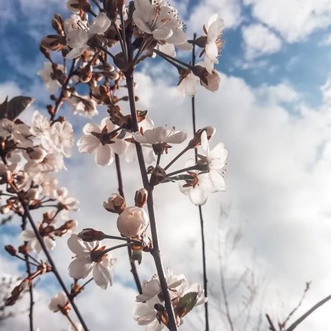 Маю быть! 🌺
.
.
.
.
.
.
.
#весна #май #2019 #followme #like #followback #фото #природа #красота #цветы #деревья