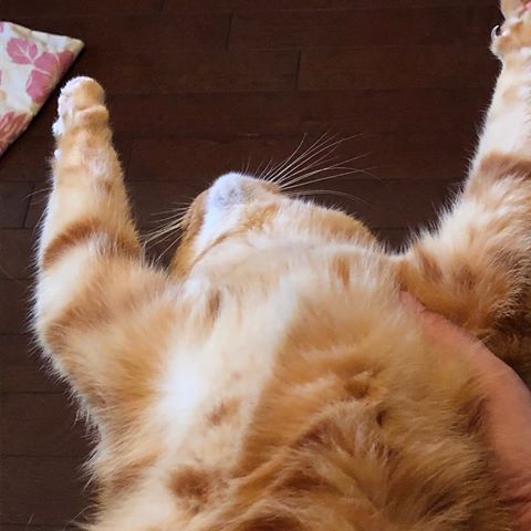 はー、GWボケだねぇー。眠たいねぇー。
#茶トラ #茶トラ男子 #にゃんすたぐらむ #ニャンコ #cat #cats #cats_of_instagram #catlover #catlove #ilovemycat #猫 #ねこ #猫好き #猫がいる生活