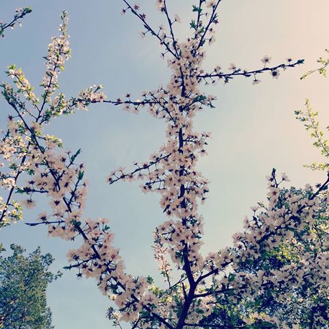 Когда яблони цветут🍎🍏
°
°
°
°
#весна #природа #красота #в #лесу #цветы #яблони #дерево #небо #spring #nature #beauty #in #the #forest #flowers #trees #sky