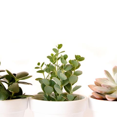 Succulent Sunday is here!! Our last Earth Week deal is buy two 4 inch succulents get one free! The store is currently filled with all types of new succulents that will add the perfect touch to your home🌿