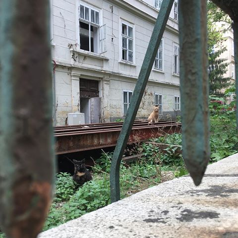 Wrong neighborhood 🙊 nebezpečná štvrť.. #cat #catsofinstagram #cats #cats_of_instagram #witch #witchcraft #witchesofinstagram #old #building #ruin #danger #magic #hooman #walk #trip #town #city #downtown #bratislava #slovak #slovakia #student #feel #good