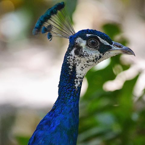 A baby peacock is called a peachick... so cute 📸#tamikakai