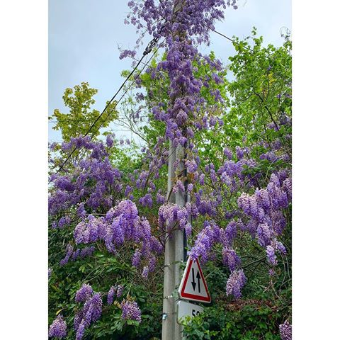 Wisteria has taken over this light pole in Mere, France. Meanwhile, hoping @aerlingus and their French courier will deliver my missing luggage. Apparently the bags were located Friday; yesterday I was told they would be delivered “shortly.” Still waiting, rather impatiently!🤷🏻‍♀️ #wisteria #wisteriahysteria #mere #yvelines #france #travel #missingluggage #aerlingus