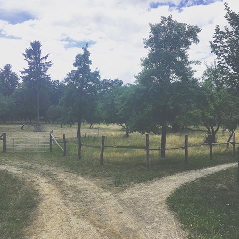 Crossroads
.
.
.
#throwback #latergram #summer #mecklenburgvorpommern #warenmüritz #müritz #garden #trees #nature #naturephotography #travel #home #sky #path #crossroads #lush #mecklenburg #grass #green #greens #placeofbirth #beauty #quietplace