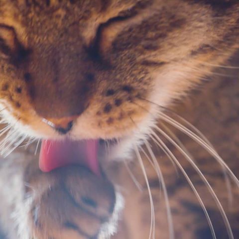 Give thy thoughts no #tongue.
#cat #cats #catsofinstagram #pets #animals