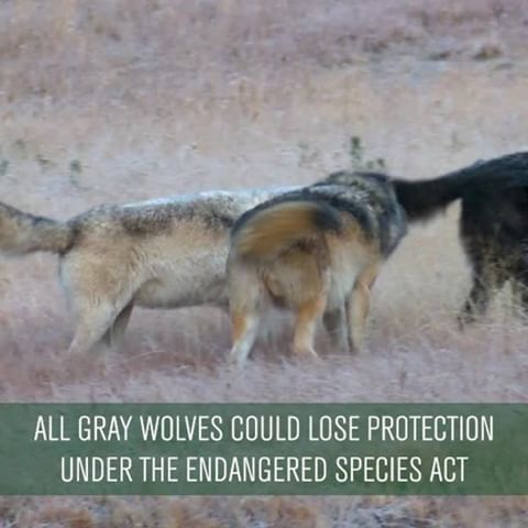 Nearly 3,500 wolves have already been killed at the state level without federal protections. With the administration proposing to remove all gray wolves from the Endangered Species Act, that death rate will grow. The work of recovering this iconic species is not done, and we need your help. Click the link in our bio to let the Department of the Interior know that you oppose this disastrous plan to delist gray wolves! #StopExtinction #graywolves #wolves #wolf #EndangeredSpecies #DefendersofWildlife #naturephotography #naturelovers #natureonly #natureshots #naturegram #wildlife #wildlifephotography #wildlifeconservation #conservation #wildlifeaddicts #animals #animallovers #animallover #animalsofinstagram #instaanimal #animalsofig #graywolf #conservationphotography #conservationist #environment #animalsco #animalsaddict