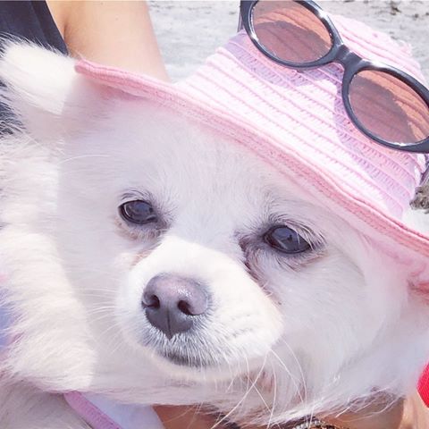 Beach 🏖 Day! 
Angel  #lulupomerania 👗🐩👏💕 🏡🐩❤️nosso amor!
❤️🐩😘😍☺️
#dogsofinstagram 
#dog 
#doglovers 
#dogbeauty 
#dogmommy 
#pomeranian 
#lulupomerania 
#pomeranianpuppy 
#angelpomeranian 
#lovemydogs 
#ilovemydog 
#familydog 
#happydoggy 
#happy 
#love 
#pomeranianpuppy 
#florida 
#miami 
#pompanobeach 
#usa