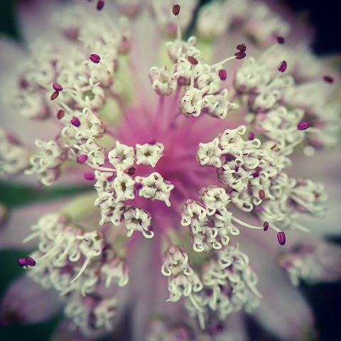 #grossesterndolde #astrantiamajor #macrophotography #flowers #petal #petals #nature  #plants #spring #botanical #floral  #naturephotography #details #weekend