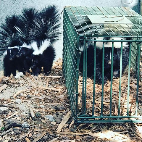 Check out all these skunks in Lakewood California!! #wildlife #animals #skunks #wildanimals #california #losangeles
