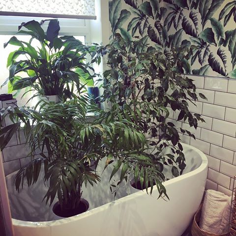 Where do the walls end and plants begin?! 🌱
It’s plant wash day in the Brown/Learmonth house! Steve always thinks I’m daft putting the plants in the bath 🤷🏼‍♀️ he just doesn’t get it! They need nurtured just like we do! 
Absolutely loving the greens and golds and naturals theme just now and my bathroom is still one of my favourite rooms! So glad it’s finally finished! Going to continue this theme out to the back room (which will hopefully be finished sometime this year! 
Oh and I also love my new ‘get naked’ poster which I bought from @nextofficial in a gold frame but the gold frame didn’t tie in with the bathroom theme so I’ve swapped frames and can’t wait to use the gold one elsewhere! ☀️ Ready to get my #hinch on around the rest of the house now! 
@mrshinchhome #interior #interiorinspo #interiordesign #newhome #cottage #interiors #interior123 #interiorinspiration #home #interiordecoration #interiordecor #interiorstyle #interiorstyling #homedecor #homeinspiration #myhome #furniture  #bathroom #plants #bathroomdesign #bathroomdecor