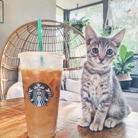 iced coffee & kittens < iced coffee the size of a kitten & kittens #fridaymath