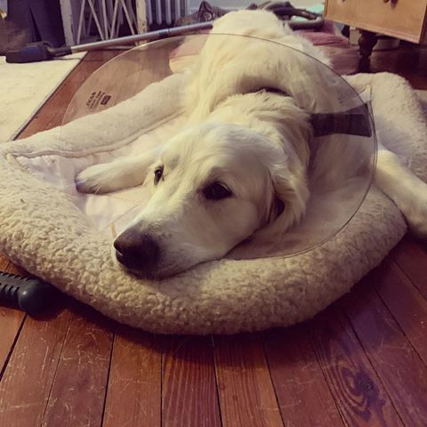It is known as the #coneofshame but in this house it is the cone of complete and utter world ending never moving another inch sadness. #goldenretriever #puppy #dogsofinstagram #poorbaby