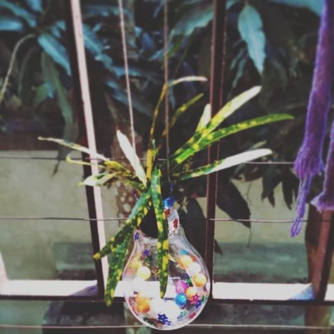 When the old light bulb turned into a beautiful planter... ❤
#DIY #bestoutofwaste
#hangingplanter #homedecor
#littlethings #bulb
#plants #green
#brightspaceswelove 
@ecofynd